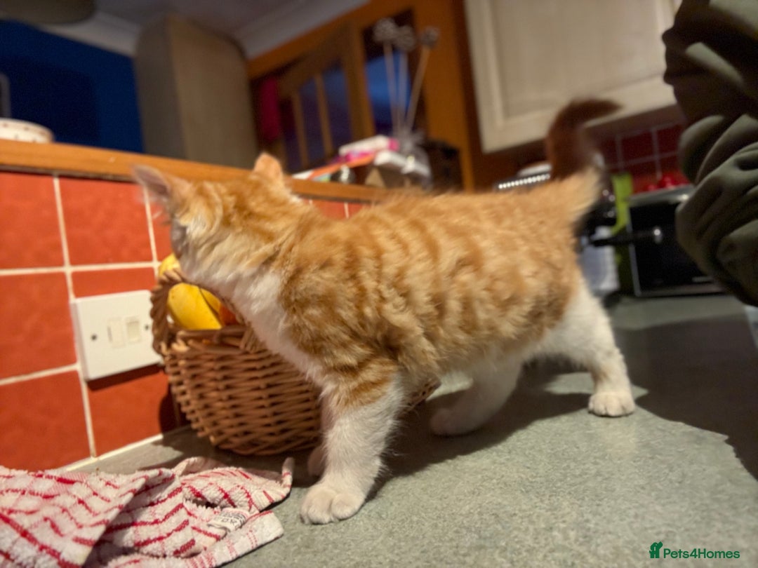 Mixed Breed cats for sale: A BOY AND A GIRL, READY NOW  - Image 7