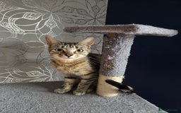 Domestic Shorthair cats for sale: Rescue needs forever home - Image 1