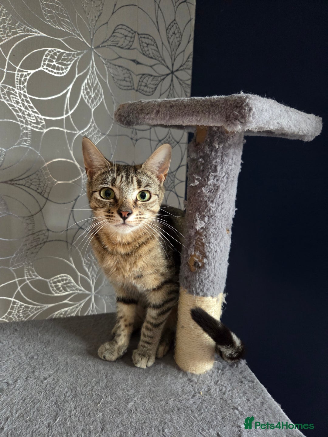 Domestic Shorthair cats for sale: Rescue needs forever home - Image 1