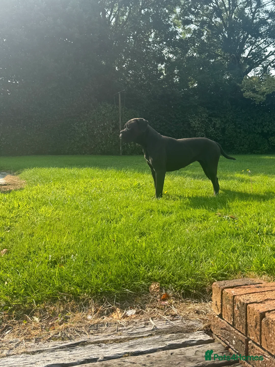 Cane Corso dogs for sale: Cane corso Female  - Advert 3