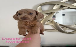 Miniature Dachshund dogs for sale: Miniature Dachshund puppies for sale     - Image 7