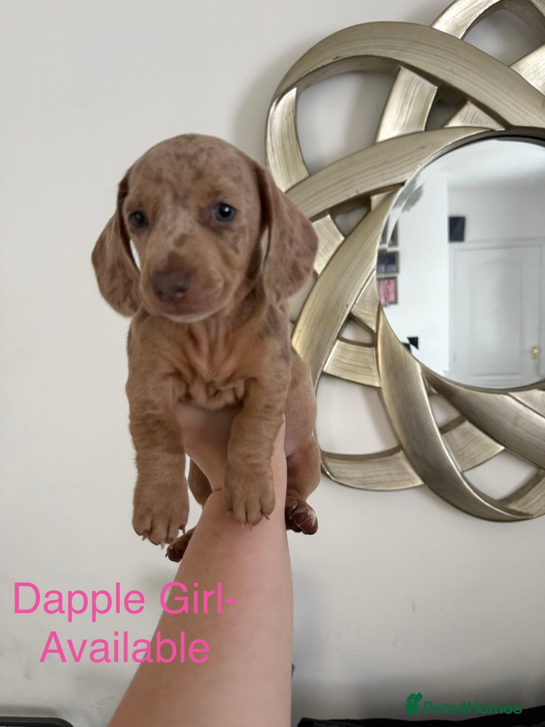 Miniature Dachshund dogs for sale: Miniature Dachshund puppies for sale     - Image 7