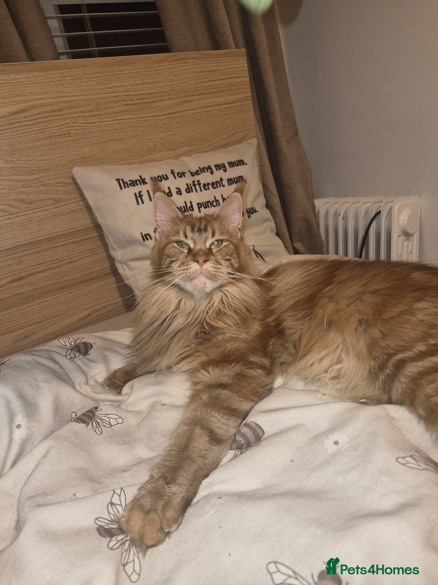 Maine Coon cats Female maine coon for sale please read - Advert 7
