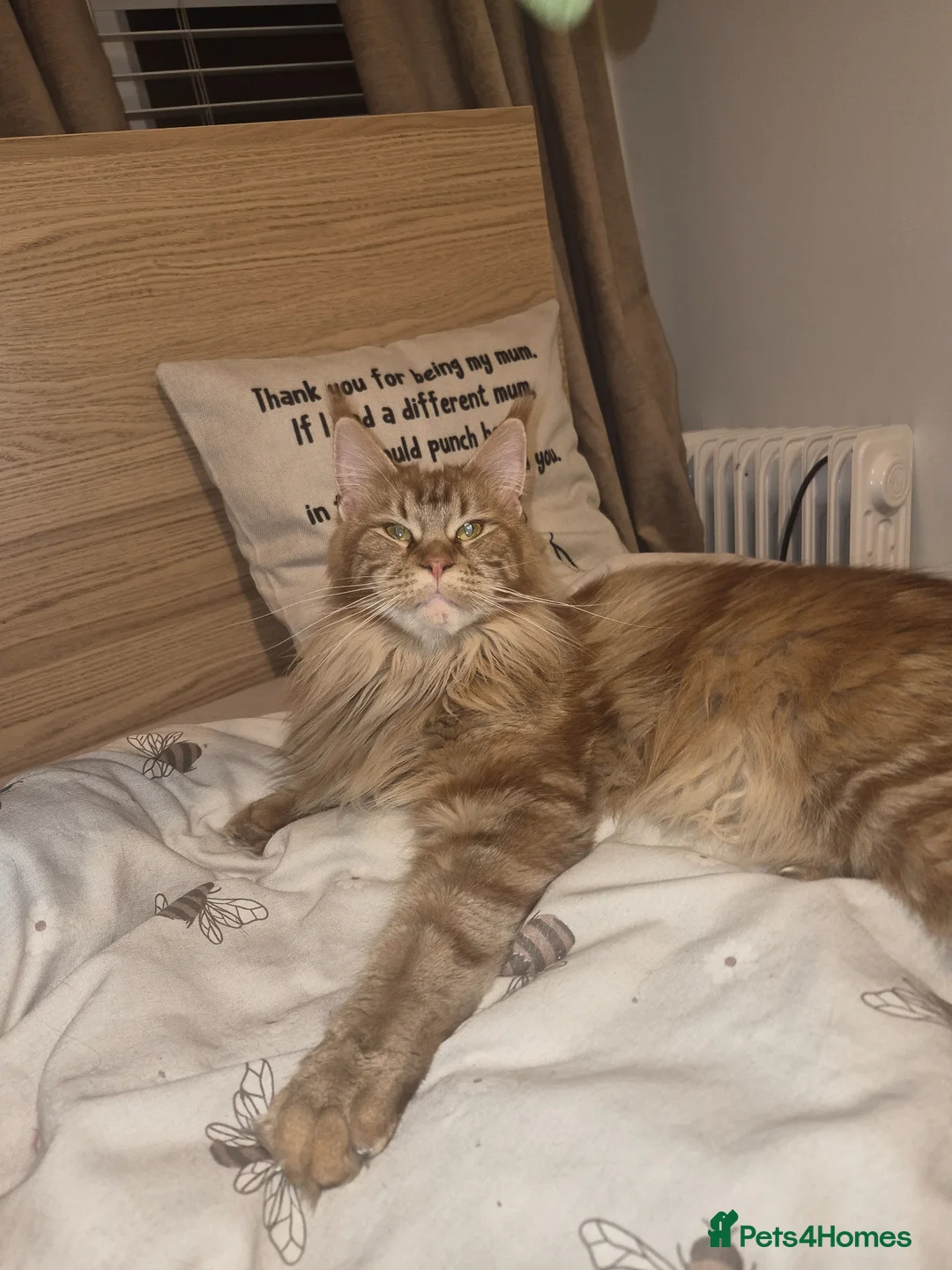 Maine Coon cats for sale: Female maine coon for sale please read - Advert 1