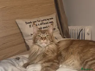 Maine Coon cats Female maine coon for sale please read - Advert 7