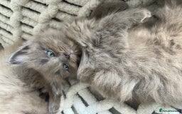 Ragdoll cats for sale: 5 Purebred kittens for SALE - Image 16