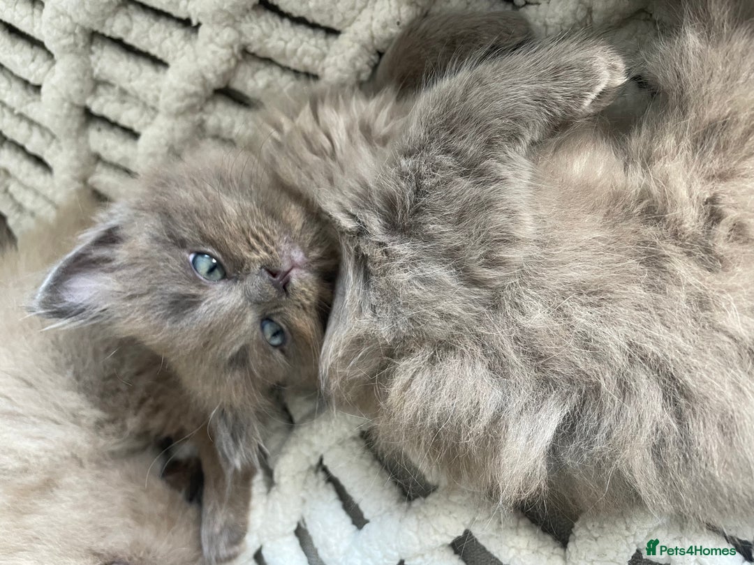 Ragdoll cats for sale: 5 Purebred kittens for SALE - Image 16