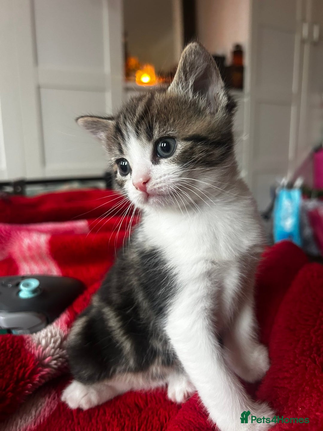 Mixed Breed cats for sale: Three kittens for sale - Advert 7