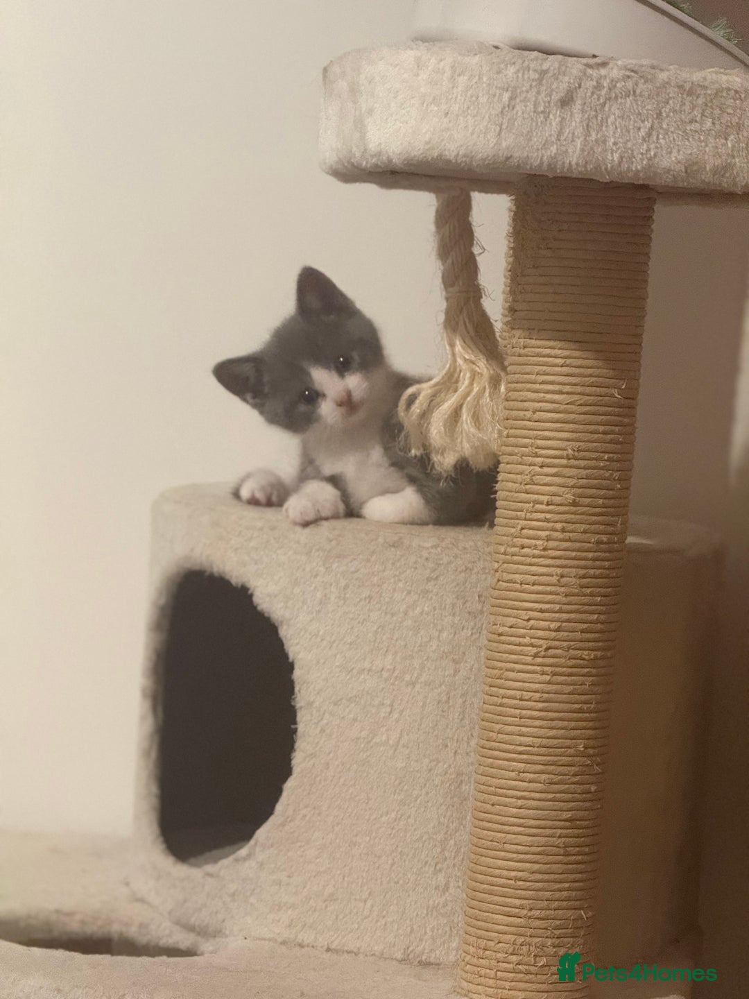 Mixed Breed cats for sale: 🤩🤩 10 beautifull fur babies 🤩🤩 - Advert 4