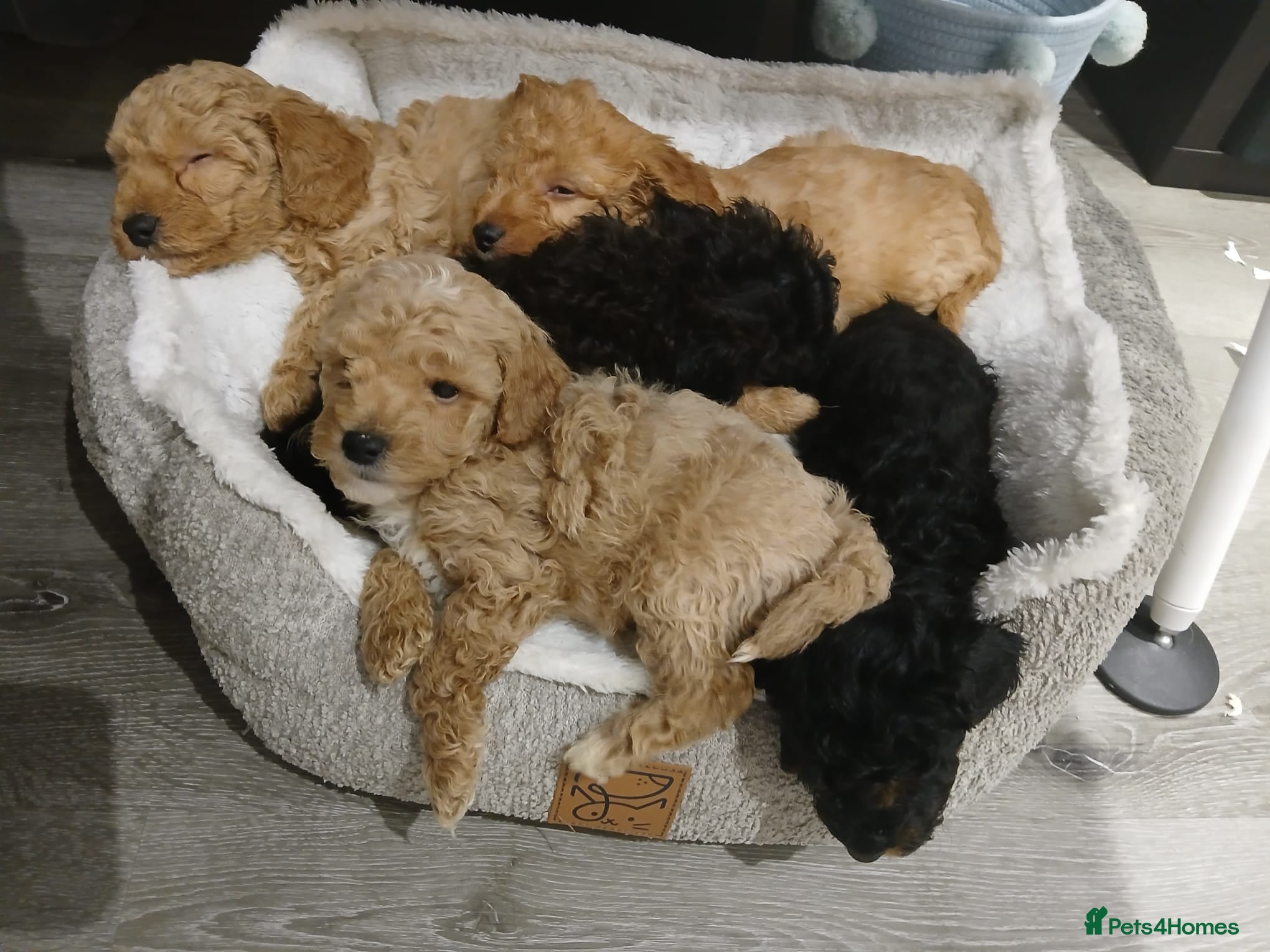 Goldendoodle dogs Mini Goldendoodles - Advert 1