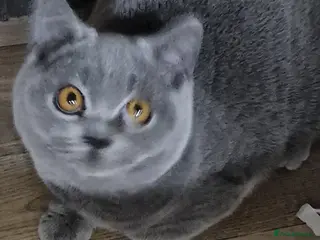 British Shorthair cats British shorthaired Gccf lilac girl for sale - Advert 12