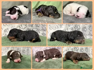 Bernedoodle dogs Stunning Bernedoodles💕DNA Health Tested Parents ! - Advert 15