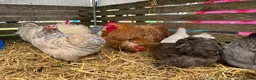 Chickens poultry for sale: Pekin bantams, chicks, growers, hens, hatching egg - Advert 4