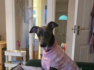 Whippet dogs Miss lady - Advert 1