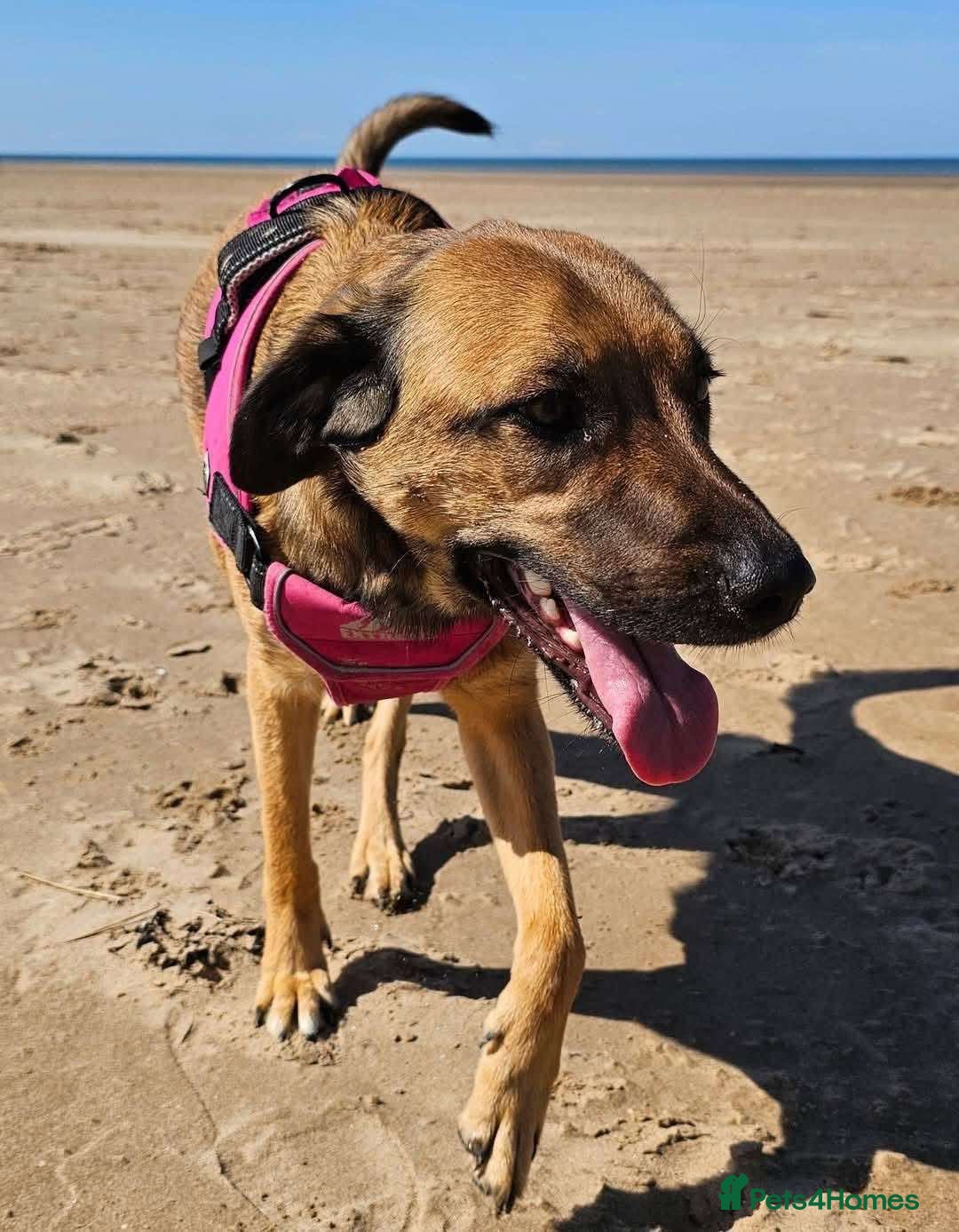 Mixed Breed dogs for adoption: BETSY-2yrs, 22kg, loves dogs/well trained/playful - Image 15