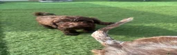 Cockapoo dogs for sale: 4 beautiful f1 cockapoos - Advert 9