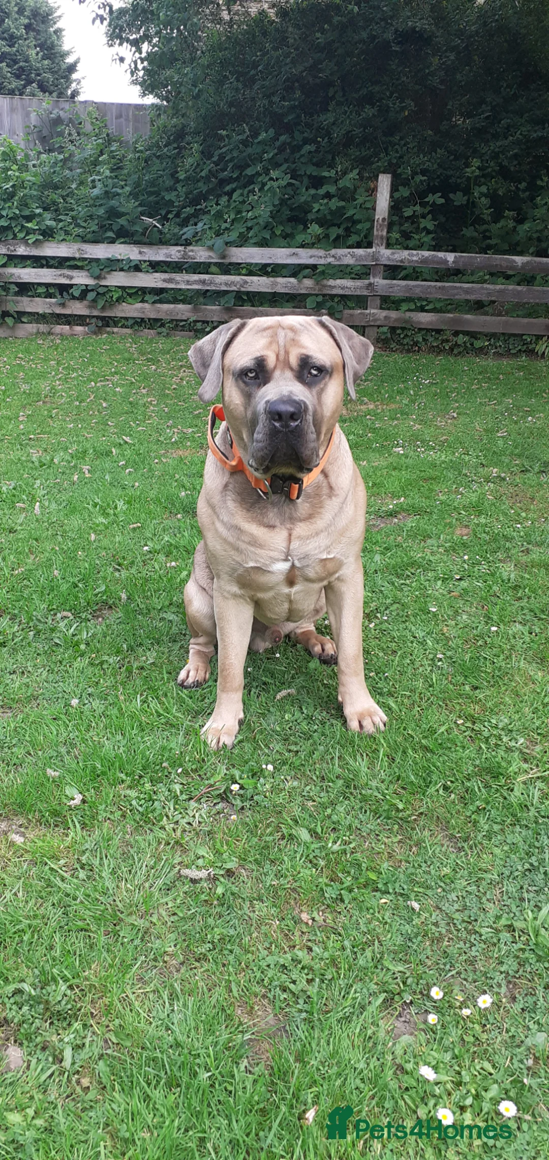 Cane Corso dogs for sale: Cane còrso for sale in Leeds - Advert 2