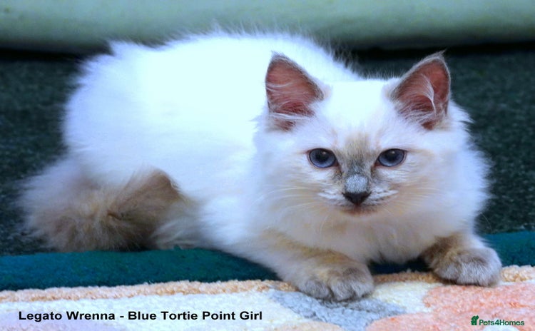 Ragdoll cats - Advert 3
