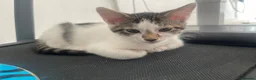 Mixed Breed cats for sale: cute kittens ready for a new home now  - Advert 21
