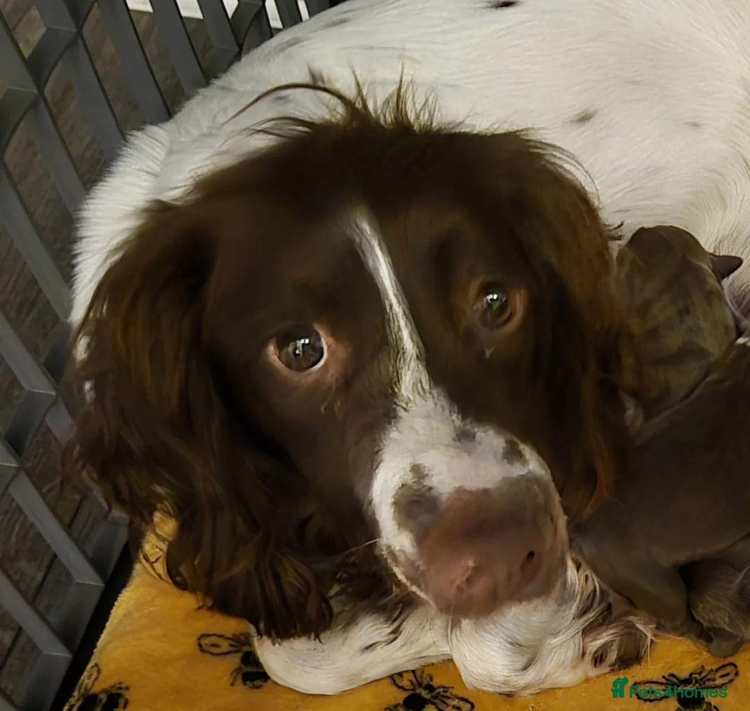 Mixed Breed dogs for sale: Springer spaniel x staffador puppies in Livingston - Advert 1