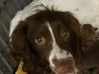 Mixed Breed dogs Springer spaniel x staffador puppies - Advert 3