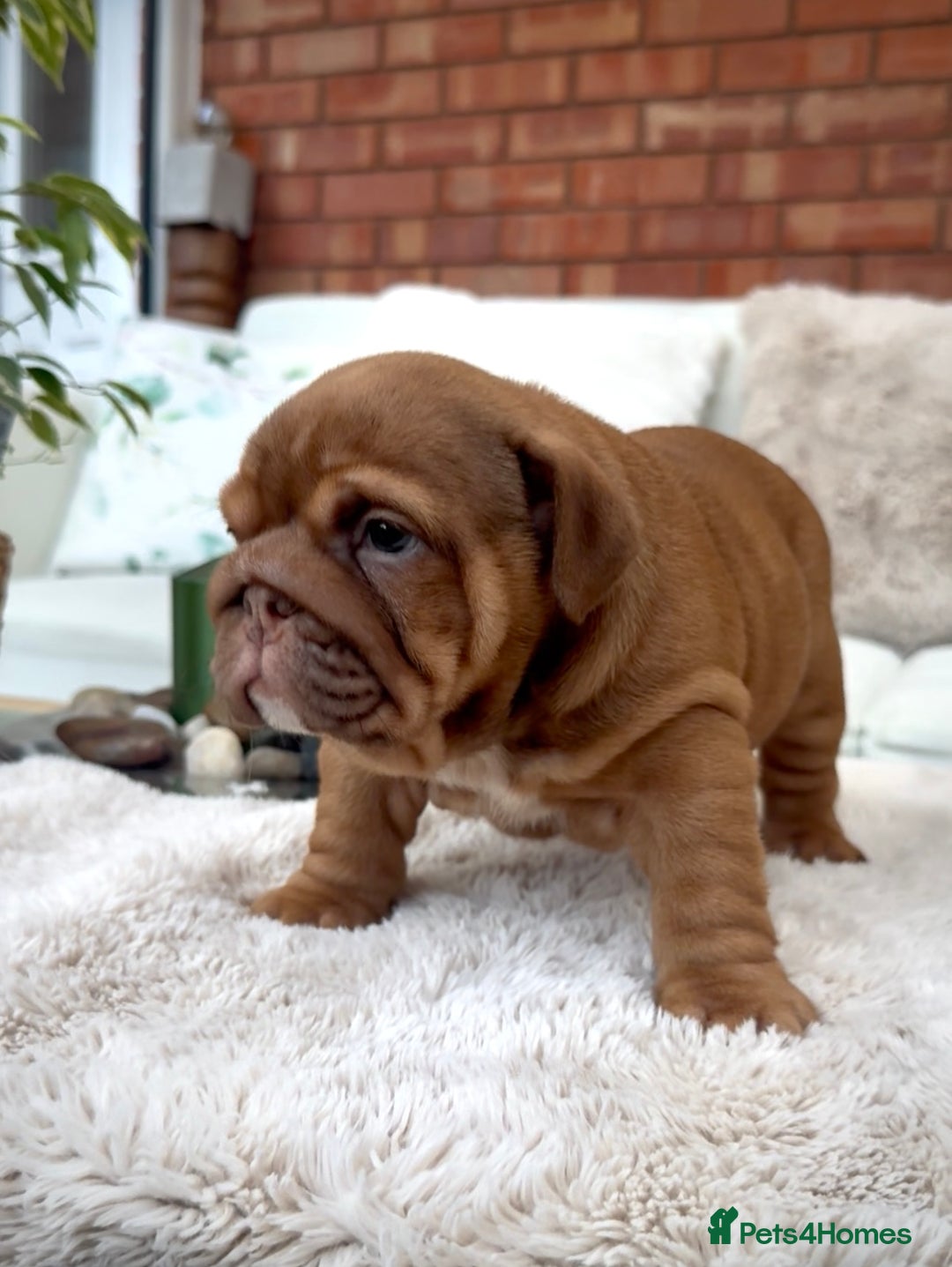 English Bulldog dogs for sale: Stunning litter of coloured Bulldogs home reared - Advert 32