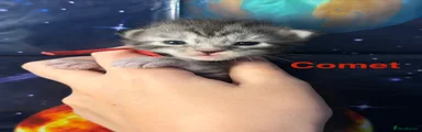 COMET