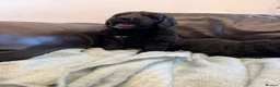 Saint Berdoodle dogs for sale: Saint berdoodle puppies  in Kilmarnock - Advert 22