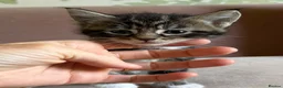 Mixed Breed cats for sale: Maine Coon X - Advert 3