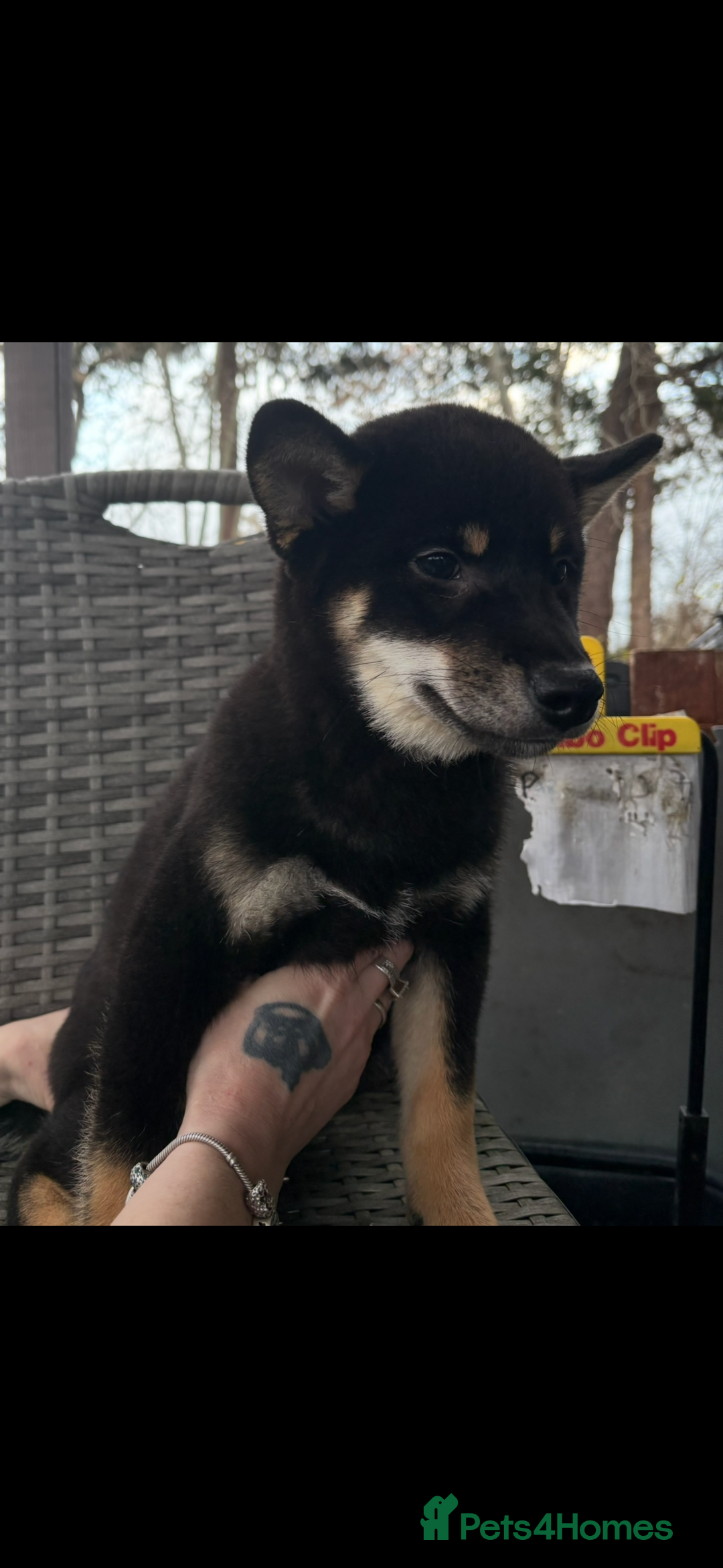 Japanese Shiba Inu dogs for sale: Multi champion Japanese Shiba Inu’s - Advert 11