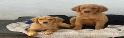 Golden Retriever dogs for sale: KC Healthy Golden Retriever Puppies - Advert 15