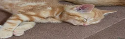 Mixed Breed cats for sale: Ginger boy and girl  - Advert 15