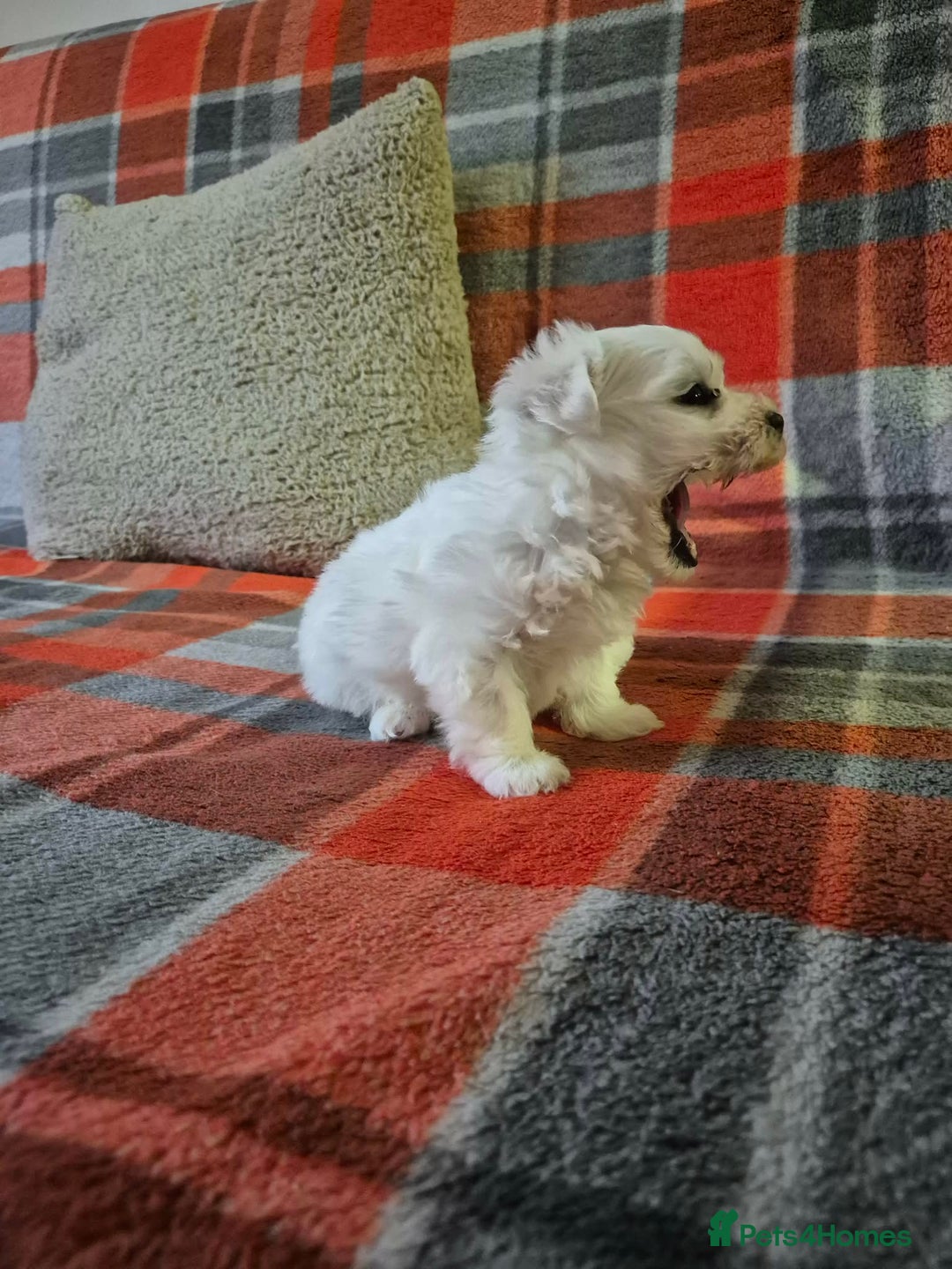 Bichon Frise dogs for sale: Bichon Frise - Advert 11