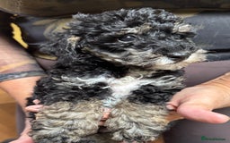 Schnoodle dogs for sale: Miniature Schoodle puppies - Image 8