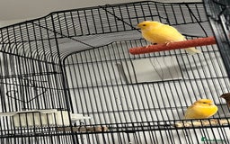 Cockatiels birds for sale: Cocktails - Image 7
