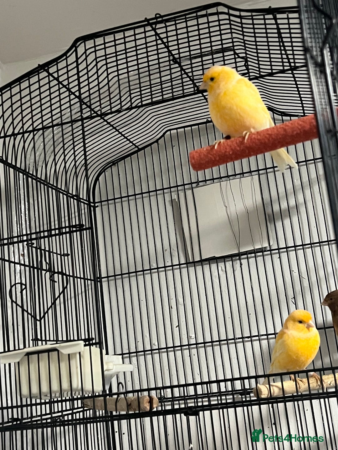 Cockatiels birds for sale: Cocktails - Image 7