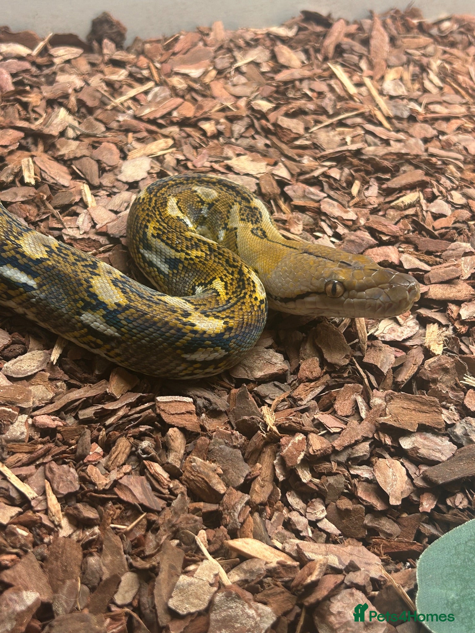 Python Snake reptiles Reticulated python  - Advert 4