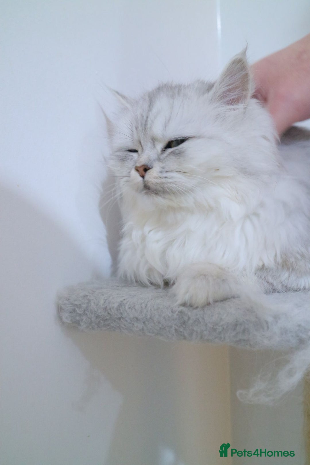 Persian cats for sale: Persian kitten 2 boys and 1 girl left - Advert 3