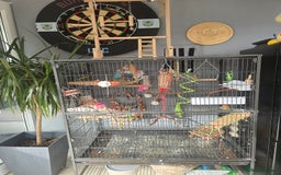 Budgerigars birds for sale: 2 budgies for sale with full set up. - Image 1