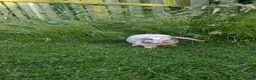 Mini Lop rabbits for sale: 14 week old mini lop male in King's Lynn - Advert 3