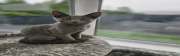 Russian Blue cats for sale: GCCF Registered Russian Blue Kittens – Ready Now  - Advert 6