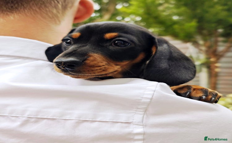 Dachshund dogs - Advert 3