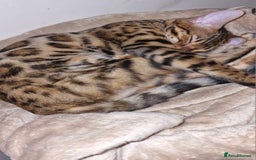 Bengal cats for sale:  🌟 Stunning Bengal Kittens  🌟 🥰🥰 - Image 30