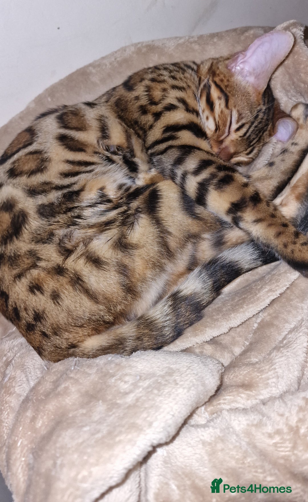 Bengal cats for sale:  🌟 Stunning Bengal Kittens  🌟 🥰🥰 - Image 30