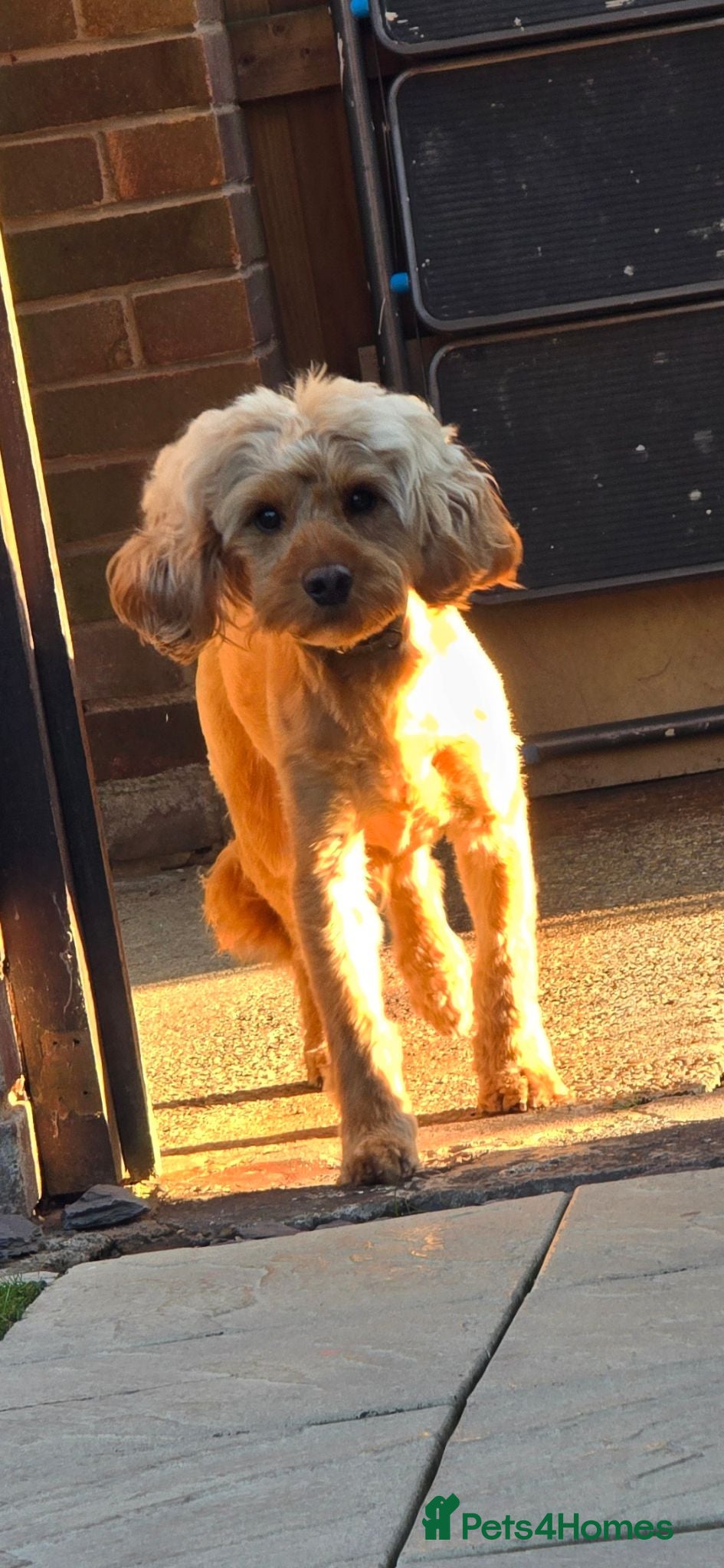 Cockapoo dogs Apricot Cockapoo 4 years old available to stud. - Advert 1