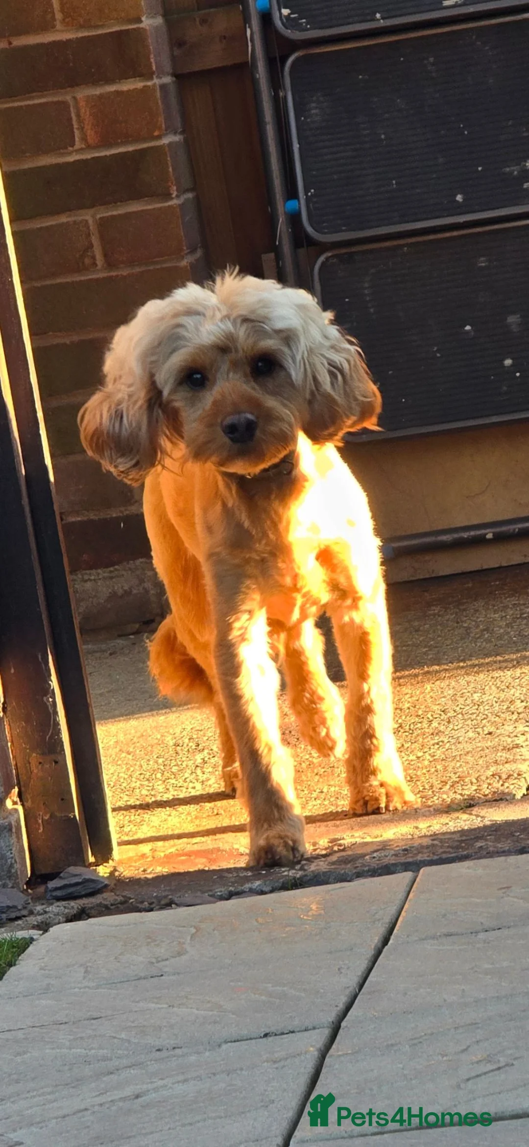 Cockapoo dogs for stud: Apricot Cockapoo 4 years old available to stud. in Doncaster - Advert 1