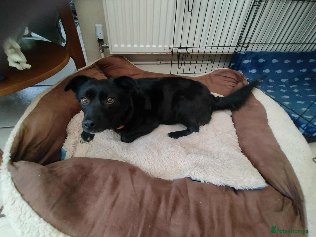 Mixed Breed dogs for adoption: Spirit is looking for her forever home! - Advert 6