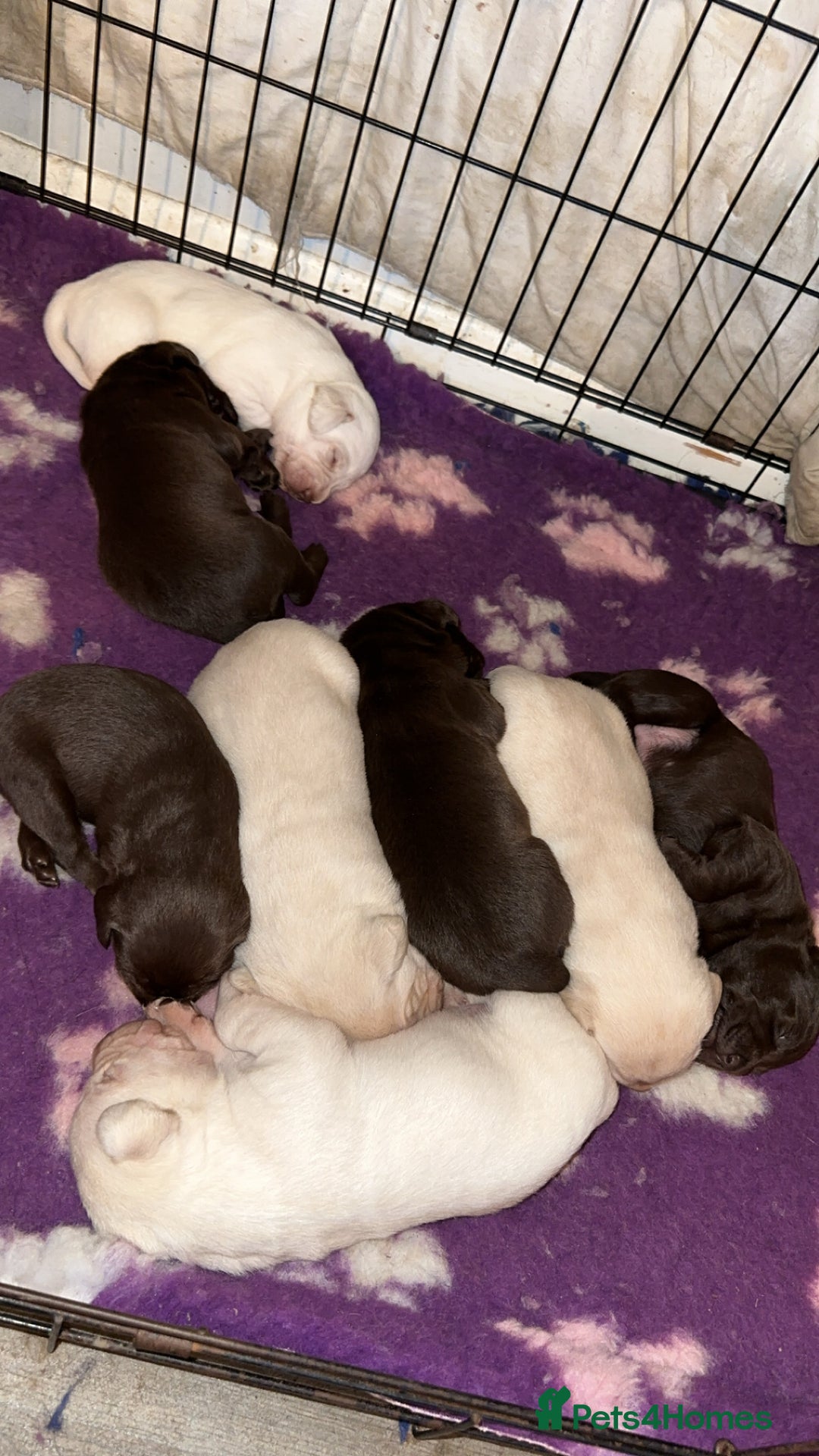 Labrador Retriever dogs for sale: Stunning chunky pups  - Advert 2