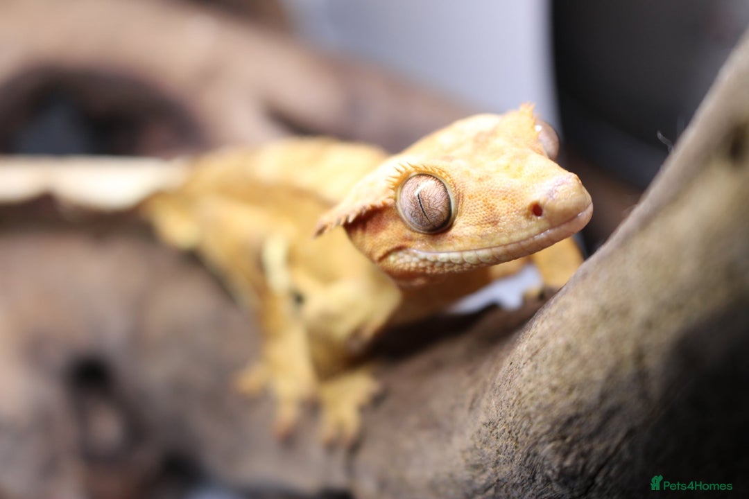 Gecko reptiles for sale: Male and female crested geckos  - Advert 9
