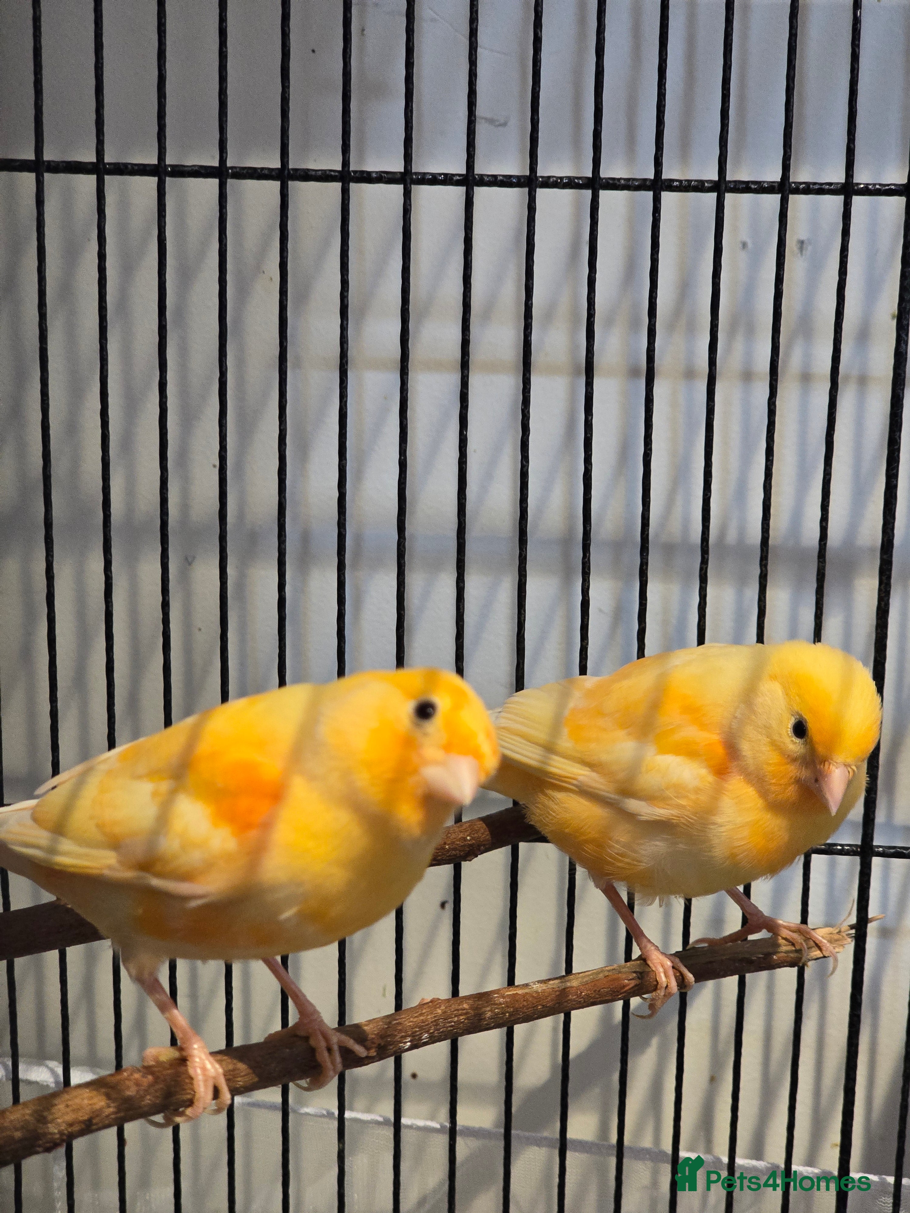 Canaries birds canaries for sale  - Advert 1